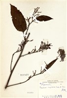 藏品(虎杖(黃藥子))的圖片